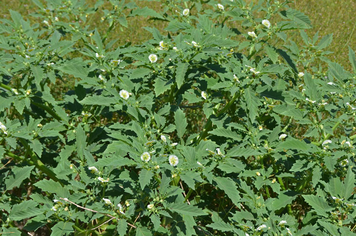 Sharpleaf Groundcherry is a rounded glaucous forb with pale yellow flowers and large dramatic looking leaves. Physalis acutifolia